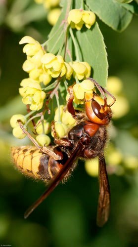 Hornissenkönigin an Gemeiner Berberitze