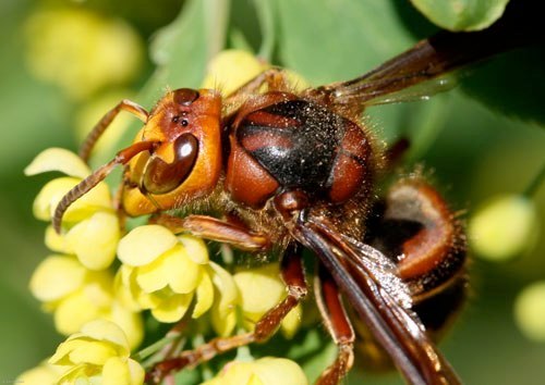 Auch Hornissen bestäuben Blüten