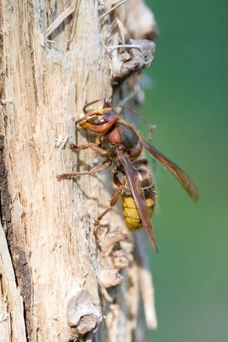 Hornissenkönigin beim Sammeln von Baumaterial für das Nest