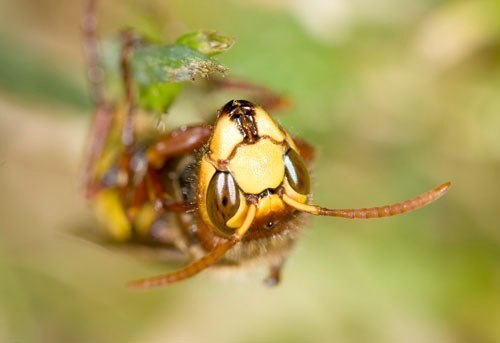 Hornissen haben kräftige Mundwerkzeuge

