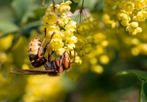 Auch Hornissen ernähren sich von Nektar

