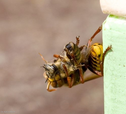 Hornisse erbeutet Honigbiene

