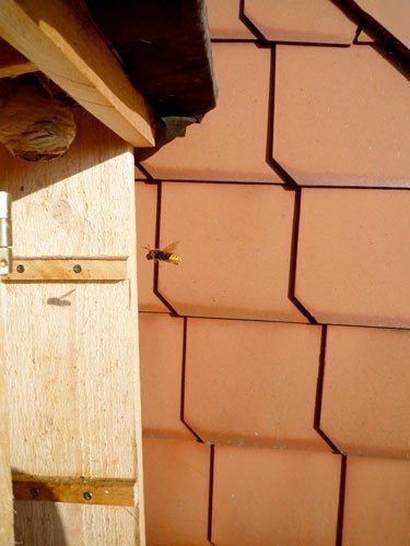 Arbeiterin im Anflug auf das Nest

