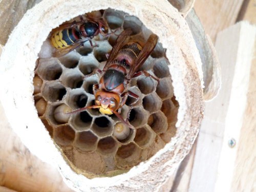 Königin (Mitte) und Arbeiterin (oben) auf dem Nest