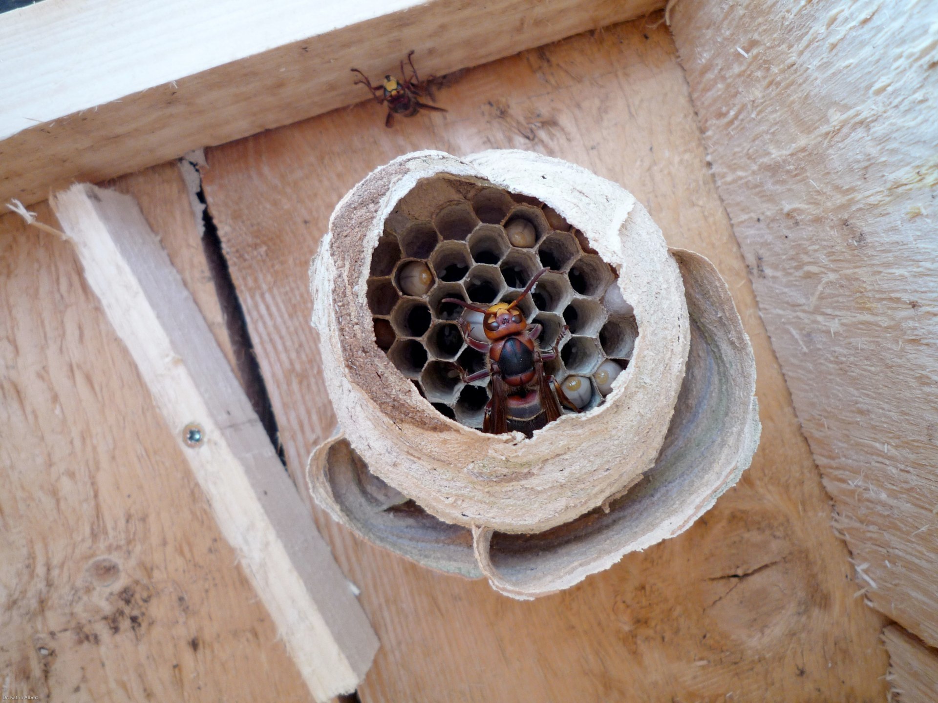 Gut zu erkennen: Eier und Larven im Nest (mit Königin)