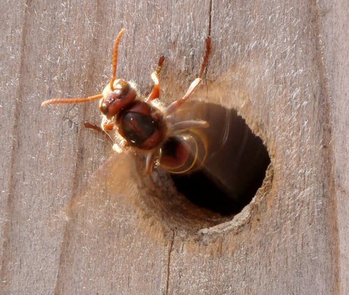 Arbeiterin temperiert das Nest durch Fächeln

