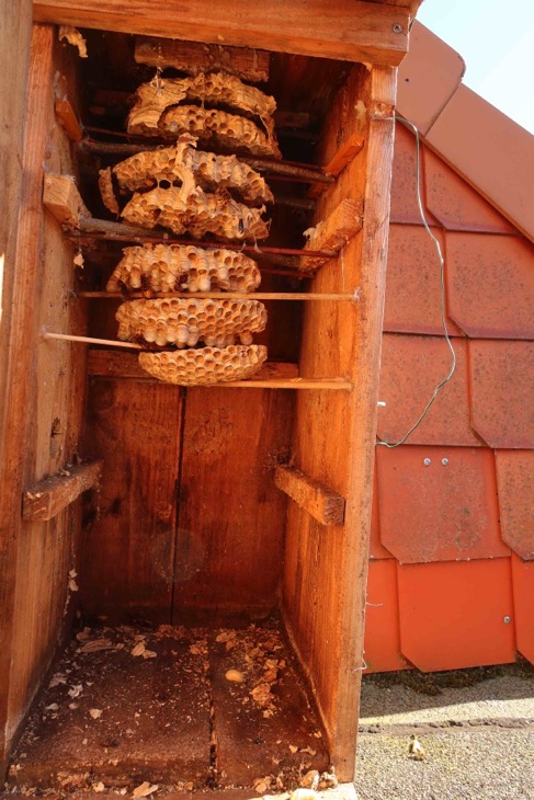 wenig Tiere auf dem Nest