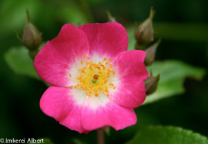 ungefüllte Rose