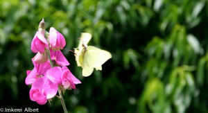 Schmetterling im Landeanflug