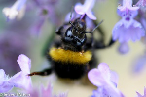 Hummel