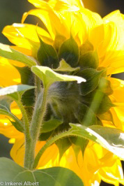 Sonnenblume