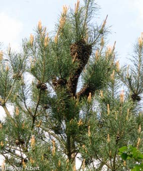 Bienenschwarm im Baum