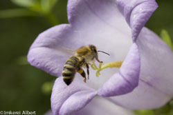 Biene an Glockenblume