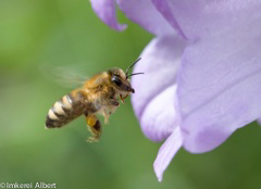 Honigbiene im Flug