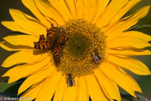 Schmetterling, Biene und Hummel
