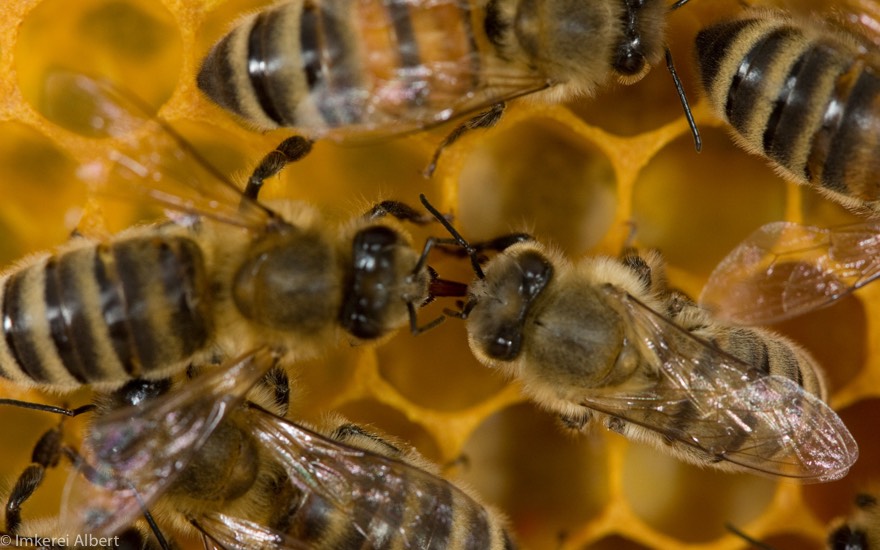 Bienen auf der Wabe