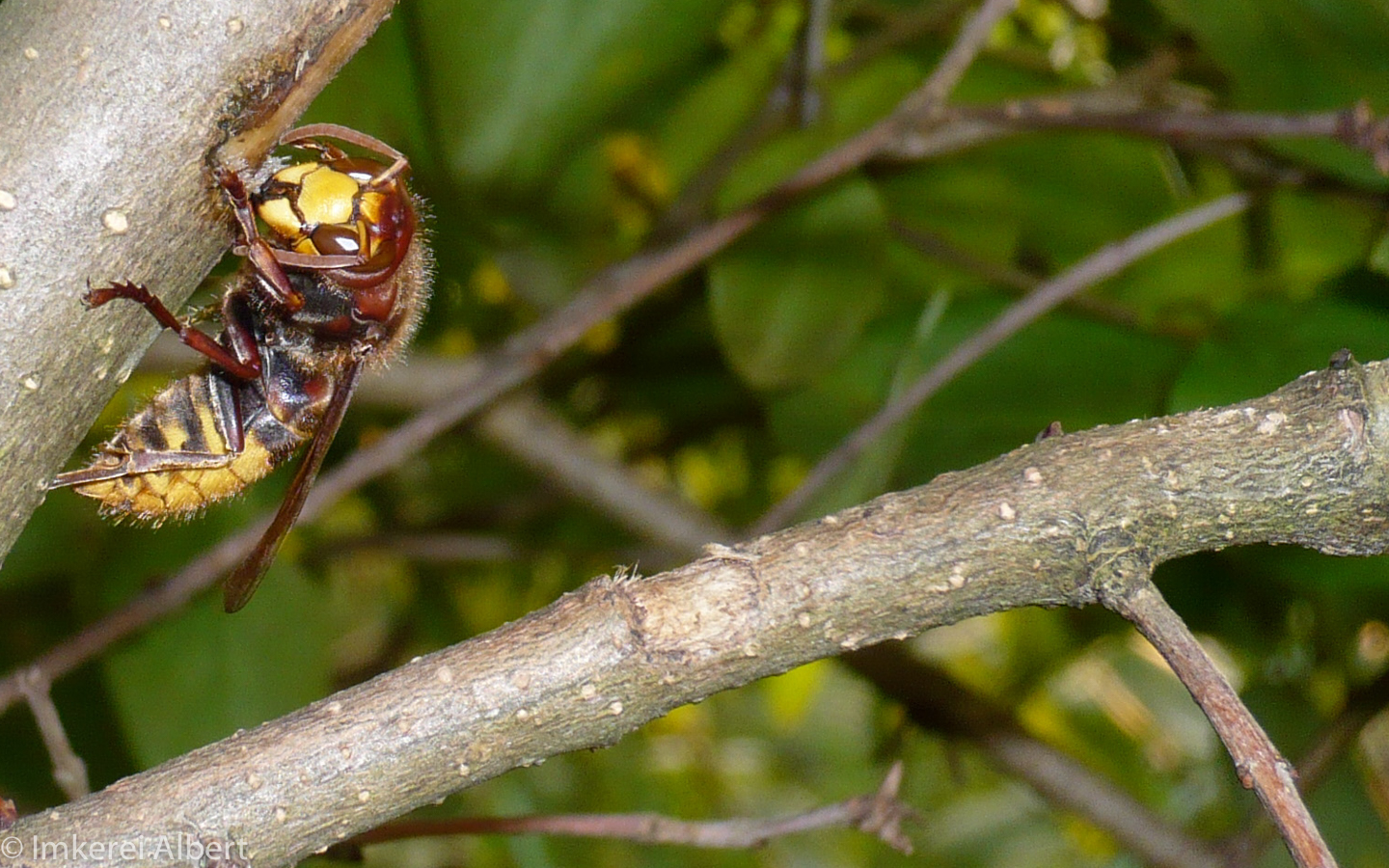 Hornisse auf Fliederstrauch