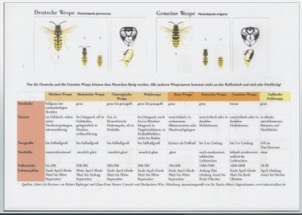 Wespenarten im Vergleich